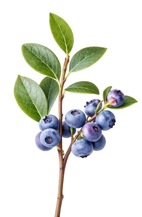 Precision Agriculture