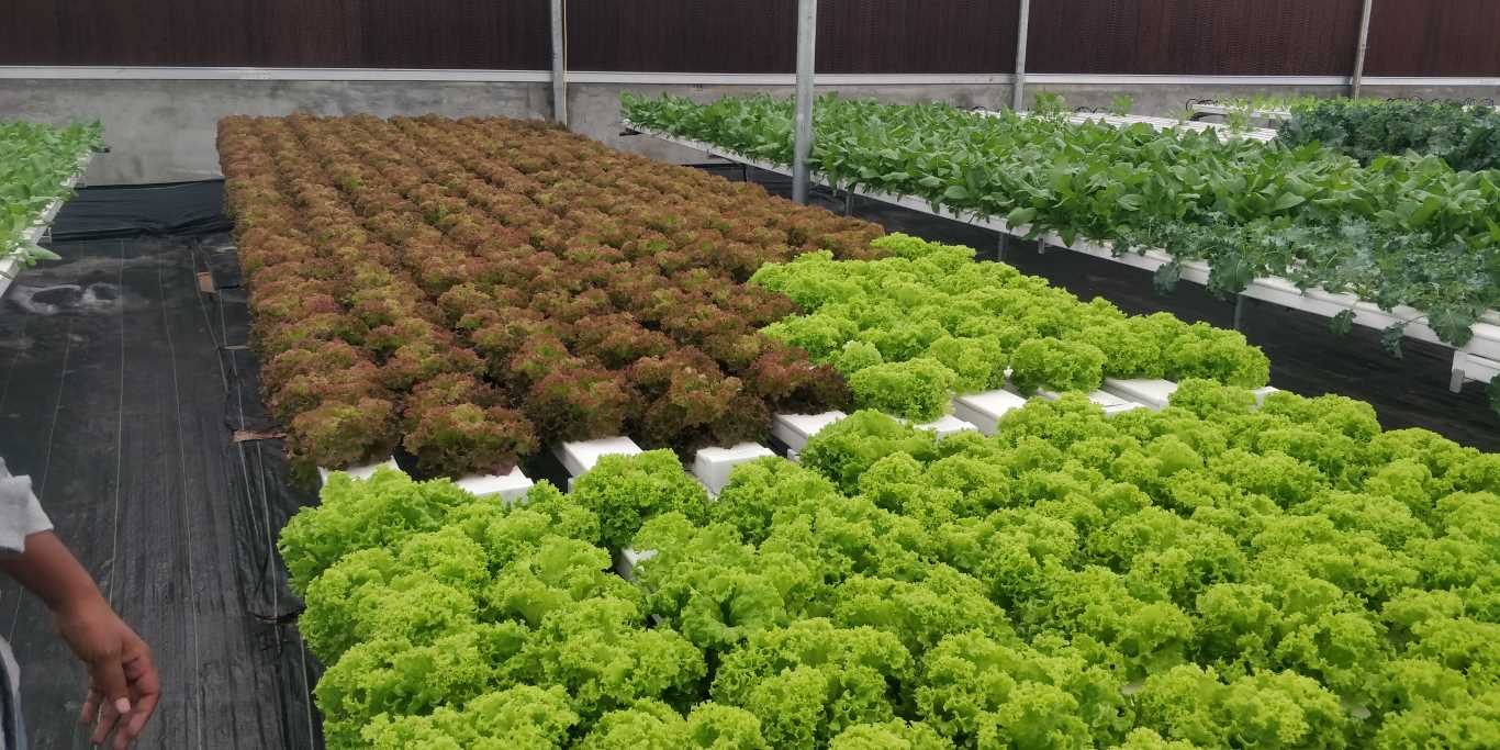 Quarter Acre - NFT 4