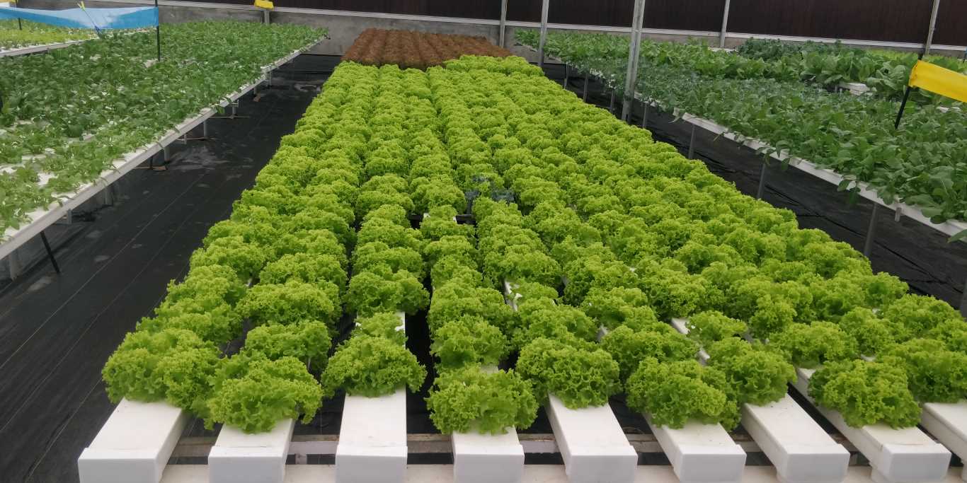 Quarter Acre - NFT 3