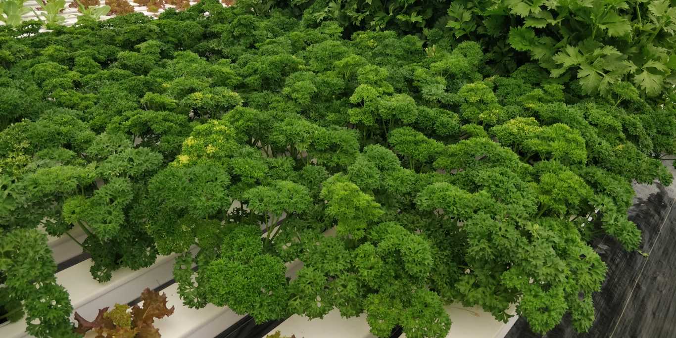 Quarter Acre - NFT 2