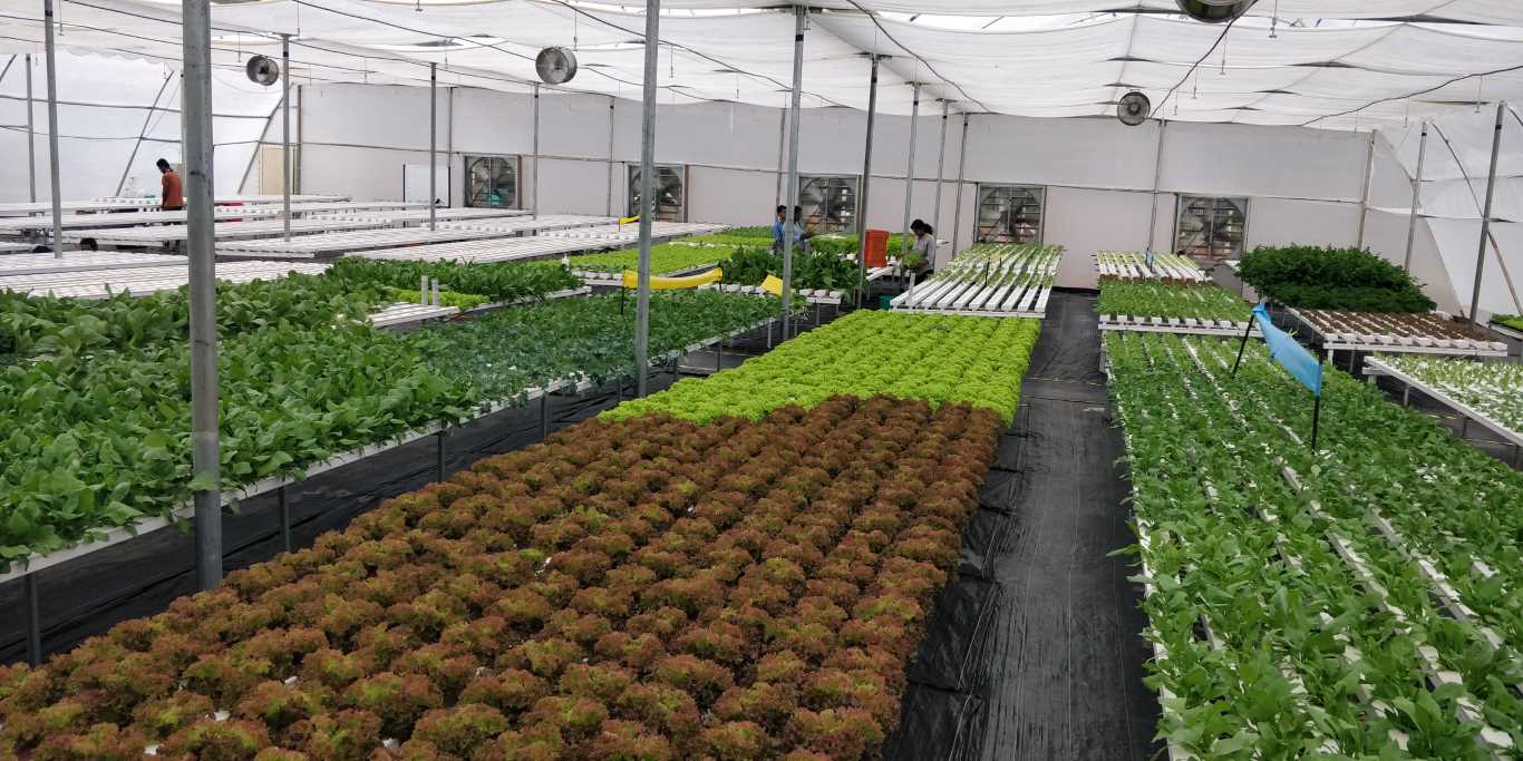 Quarter Acre - NFT 1