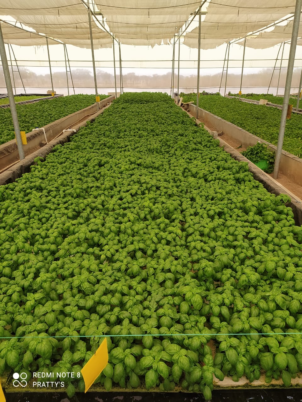 Quarter Acre - Deepwater Culture 1