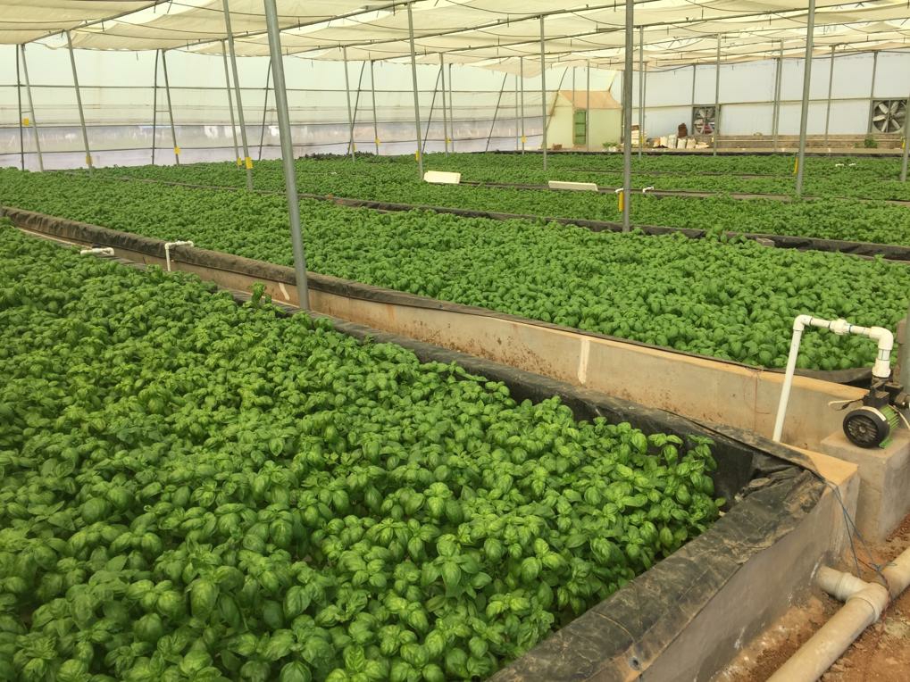 Quarter Acre - Deepwater Culture 2