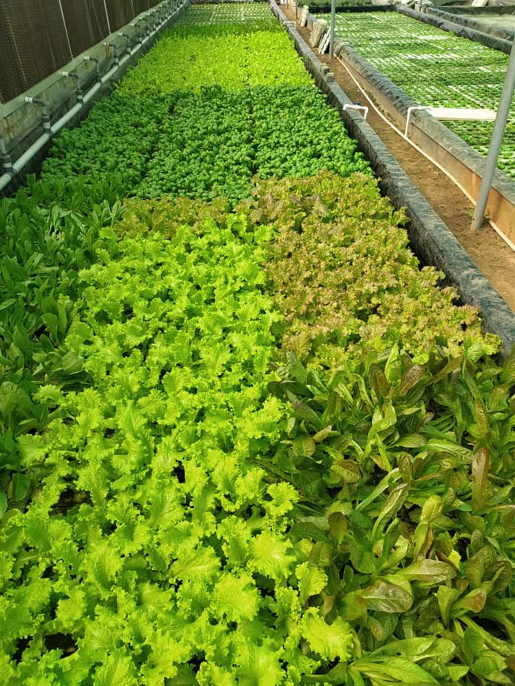 Quarter Acre - Deepwater Culture 3