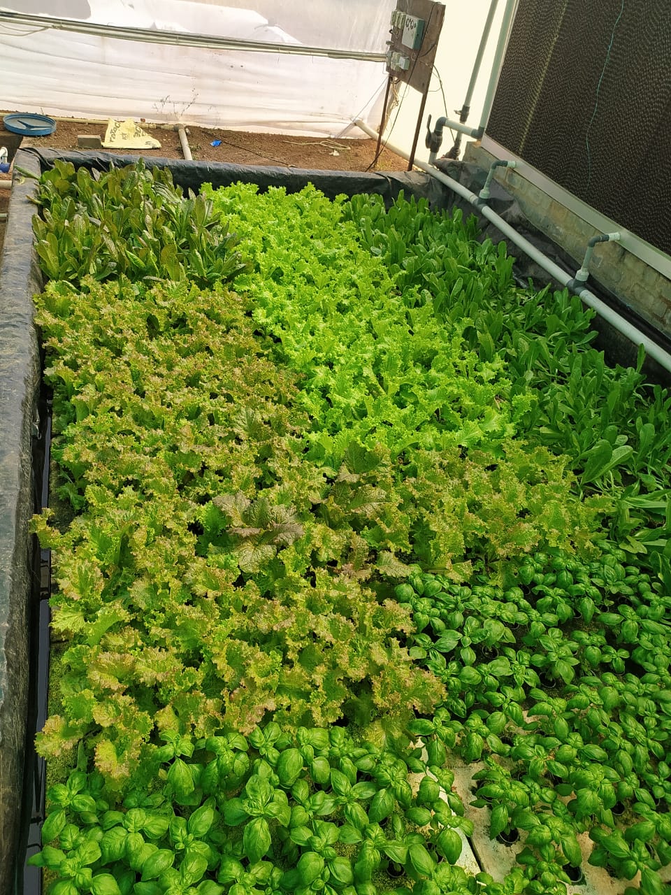 Quarter Acre - Deepwater Culture 4