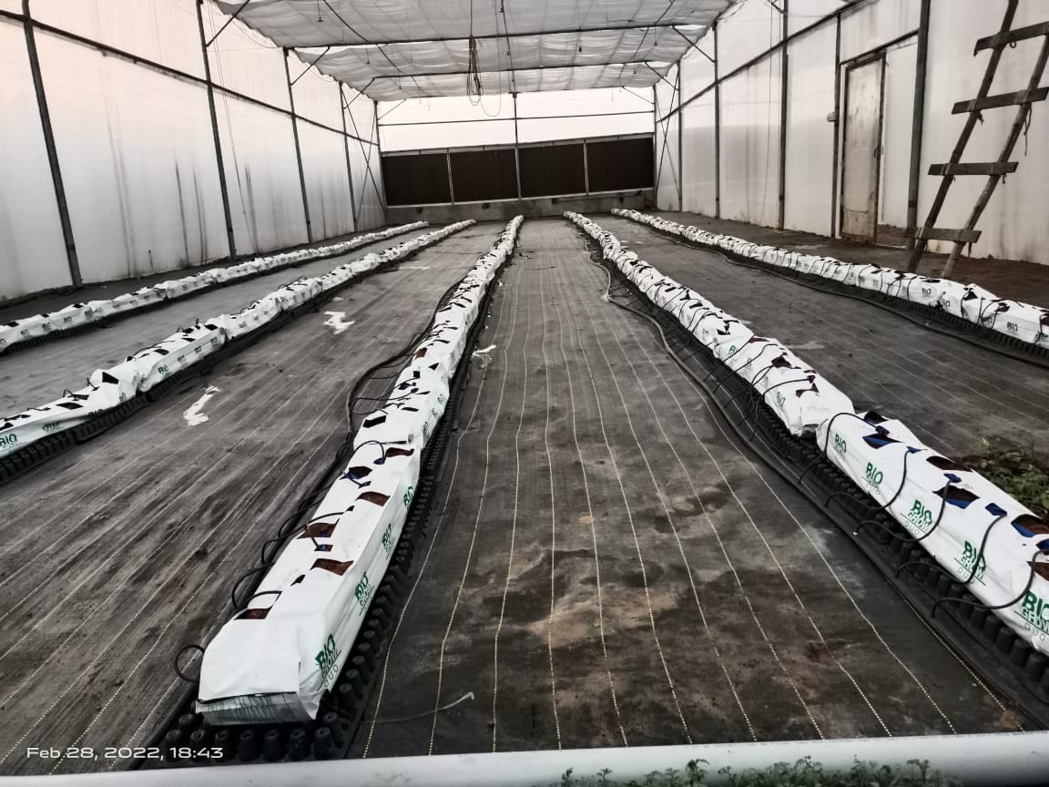 5,000 sq.ft - Substrate 1