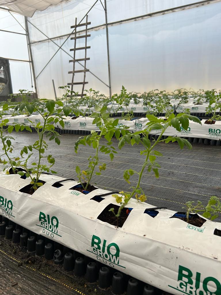 5,000 sq.ft - Substrate 3