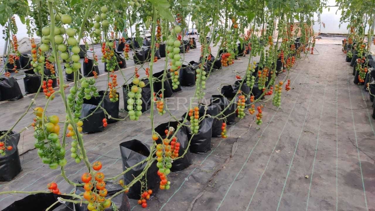 Quarter Acre - Growbag 1