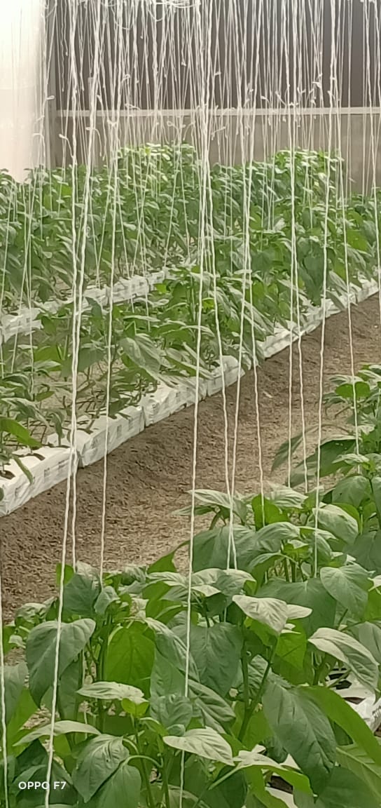 Two Acre - Substrate 1