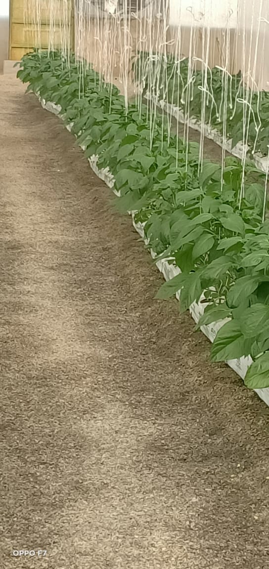 Two Acre - Substrate 3