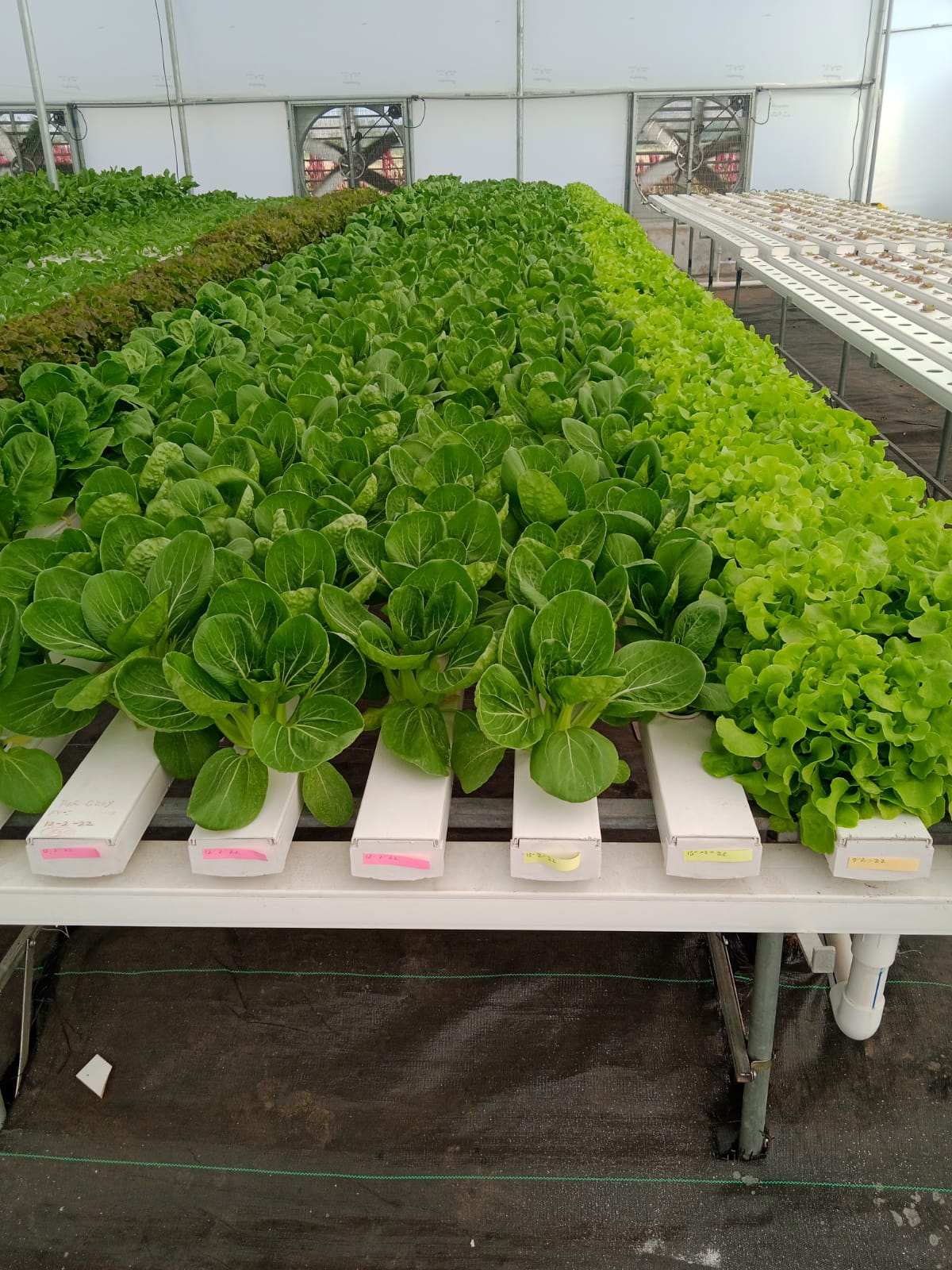 Quarter Acre - NFT 1