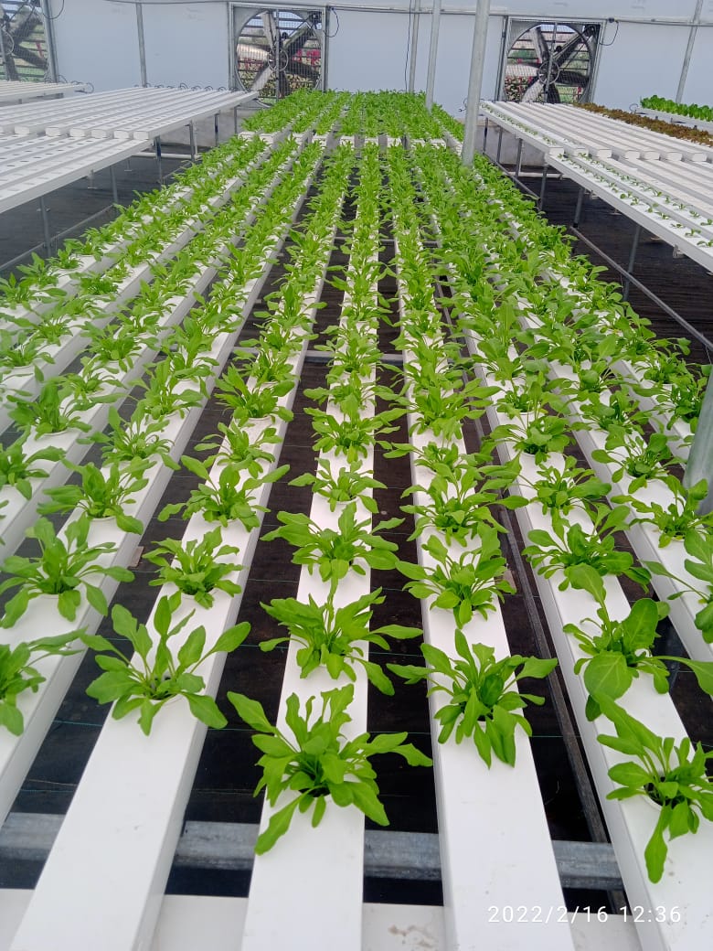 Quarter Acre - NFT 2