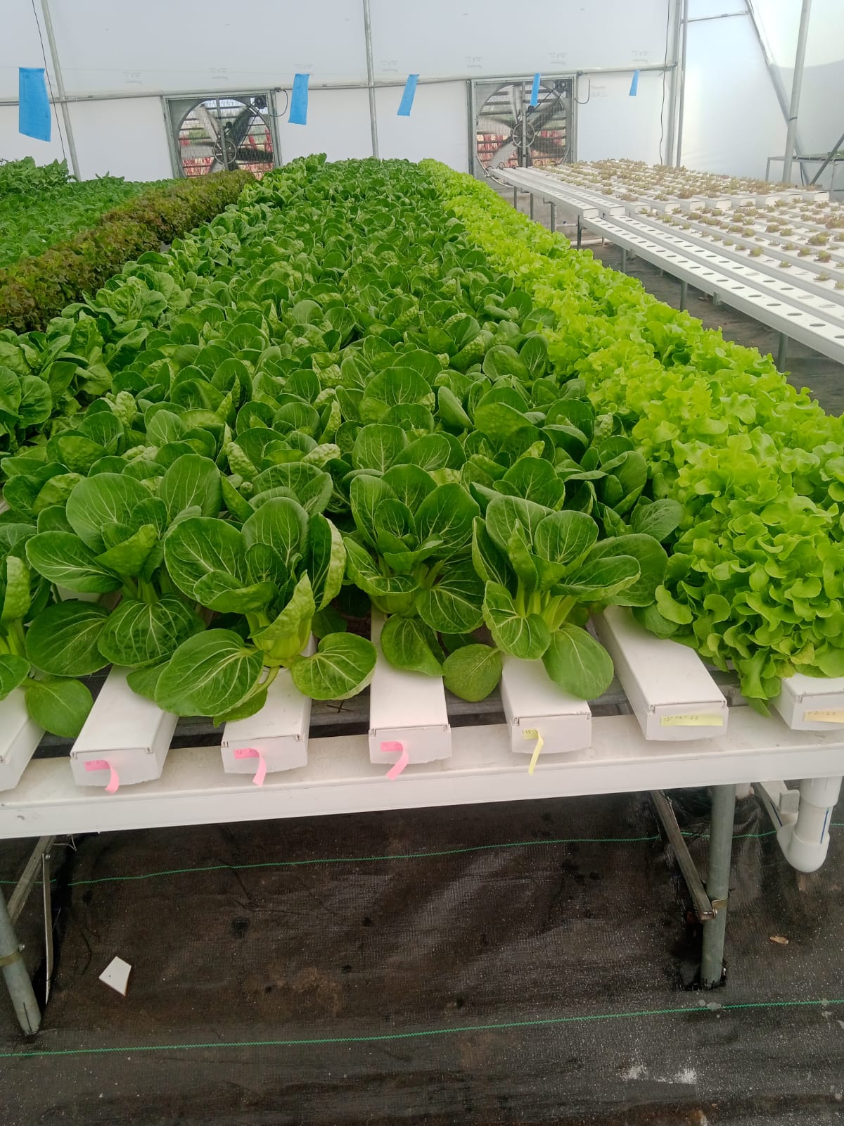 Quarter Acre - NFT 3