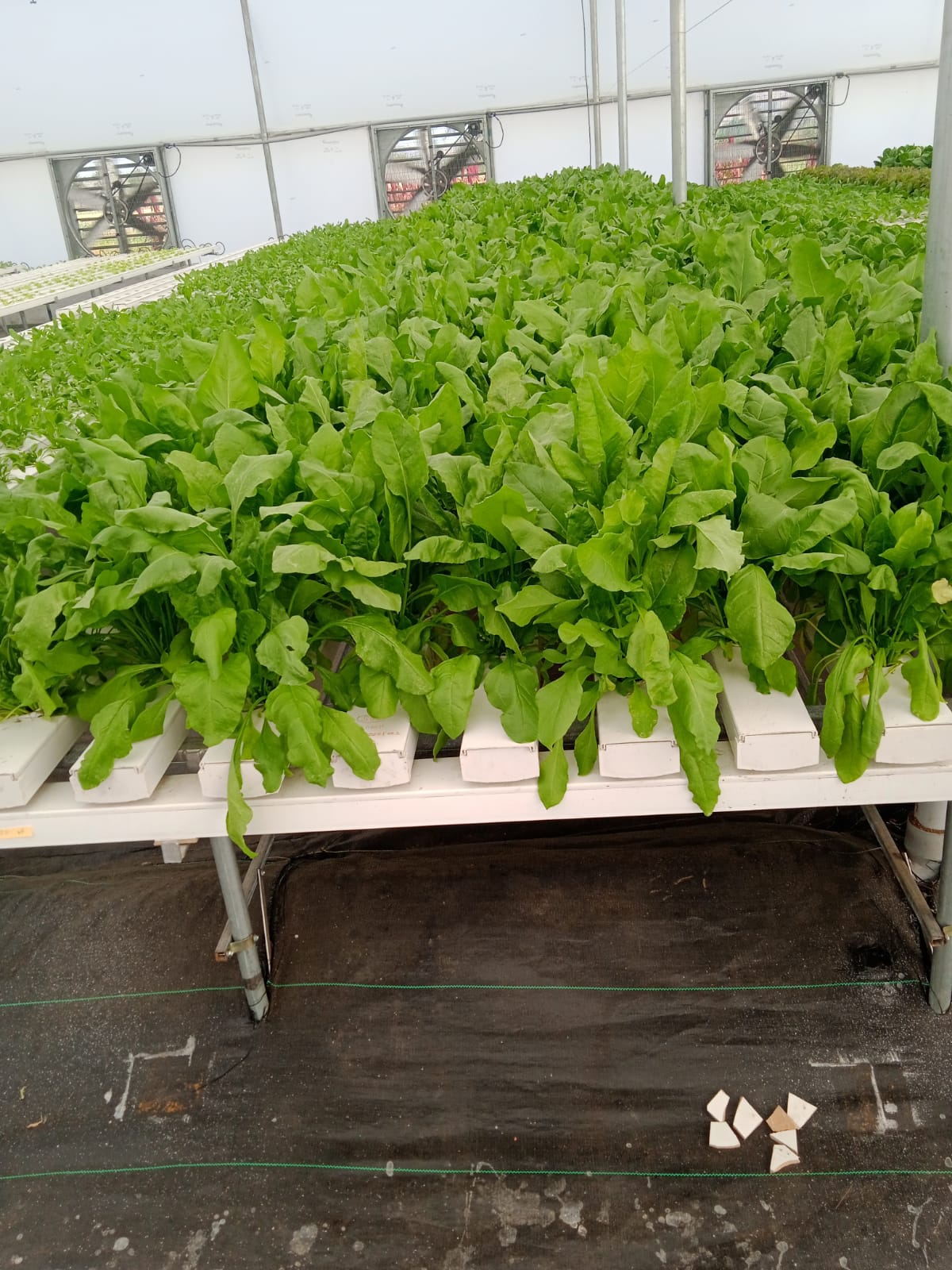 Quarter Acre - NFT 4