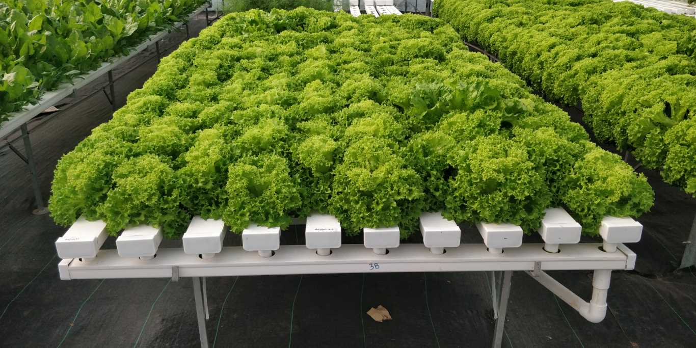 Quarter Acre - NFT 4