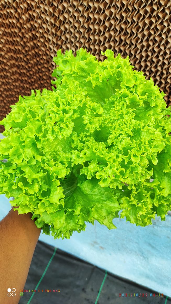 Quarter Acre - NFT 1