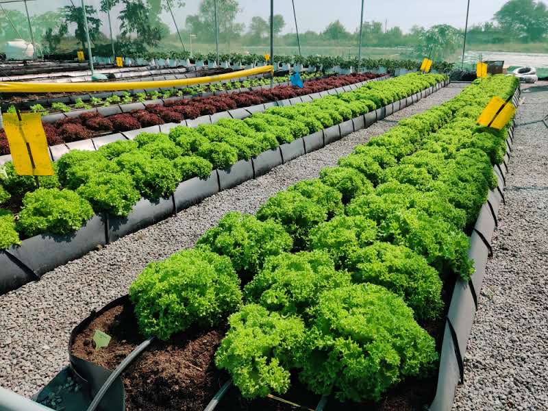 Quarter Acre - Substrate 1