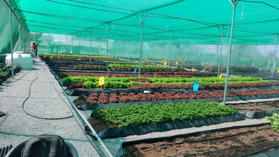 Quarter Acre - Substrate 2