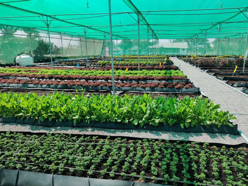 Quarter Acre - Substrate 3