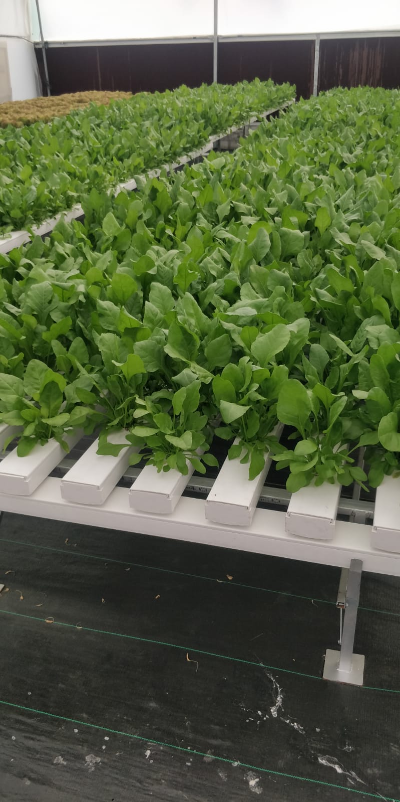 Quarter Acre - NFT 1