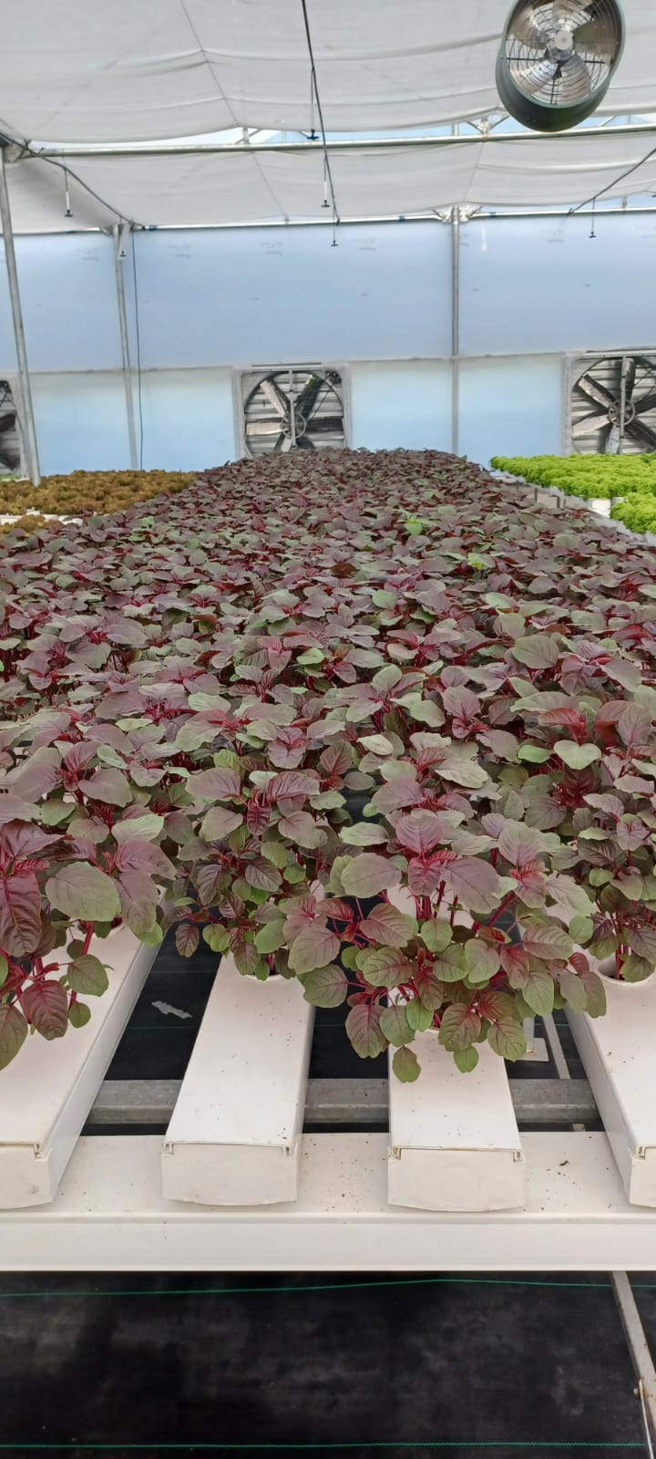 Quarter Acre - NFT 2