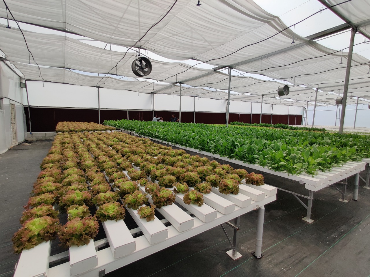 Quarter Acre - NFT 3