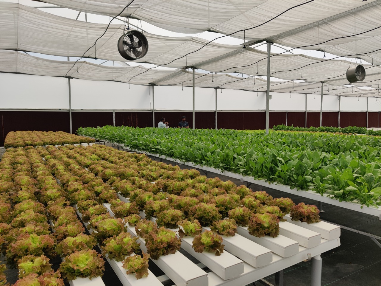 Quarter Acre - NFT 4