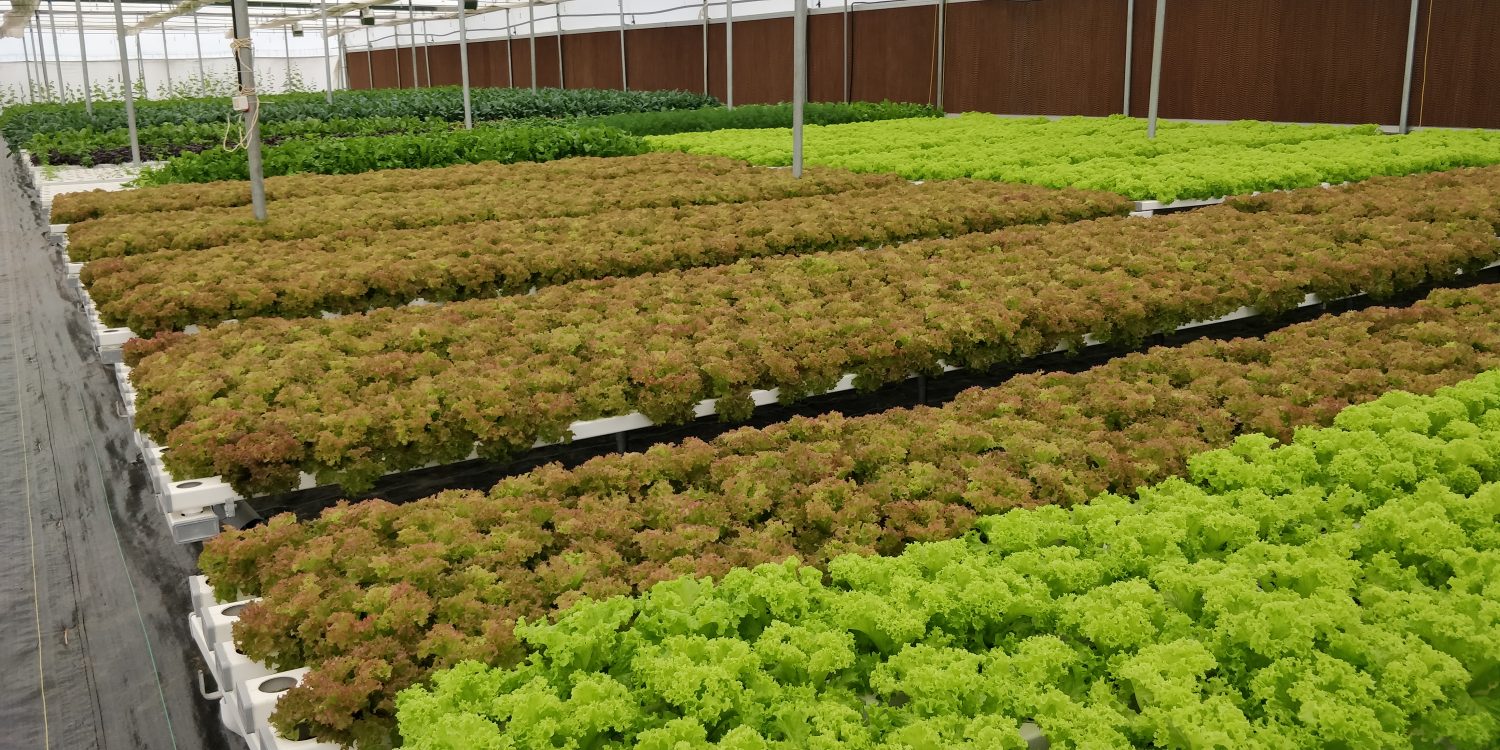 Hydroponics Projects